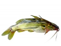 Tangra Fish (KG)